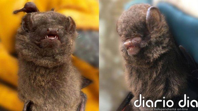 Investigadores de la Estación de Doñana participan en el hallazgo de dos nuevas especies de murciélagos en Camerún
