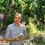 La campaña del mango se adelanta en la Costa Tropical de Granada con previsión de menor producción y excelente calidad