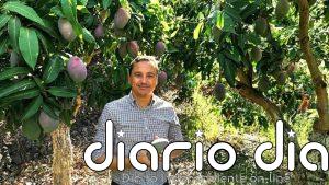 La campaña del mango se adelanta en la Costa Tropical de Granada con previsión de menor producción y excelente calidad