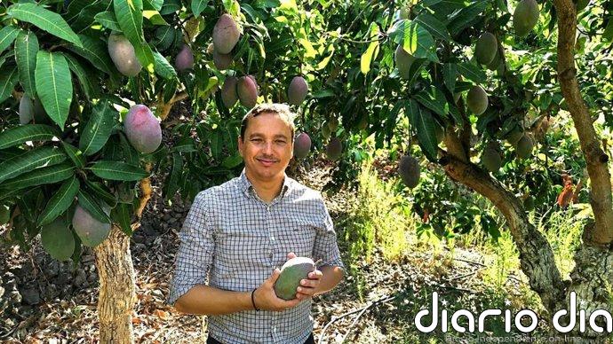 La campaña del mango se adelanta en la Costa Tropical de Granada con previsión de menor producción y excelente calidad