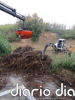 La CHS intensifica el mantenimiento de cauces del Segura con actuaciones contra la vegetación invasora
