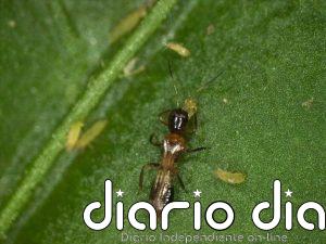 La Junta urge a aplicar el protocolo contra el trips tras detectarse ya en cultivos de Adra, Berja y Dalías (Almería)