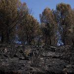 La recuperación forestal tras el incendio de Niebla (Huelva): prevención, alcornoques y dos años de espera