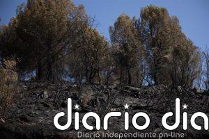 La recuperación forestal tras el incendio de Niebla (Huelva): prevención, alcornoques y dos años de espera