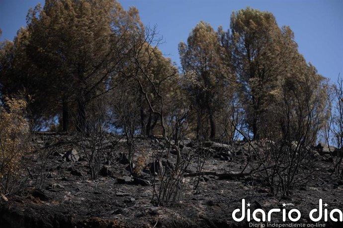 La recuperación forestal tras el incendio de Niebla (Huelva): prevención, alcornoques y dos años de espera
