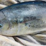 La temporada de pesca de llampuga comenzará este martes en Baleares