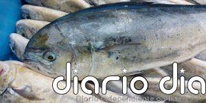 La temporada de pesca de llampuga comenzará este martes en Baleares