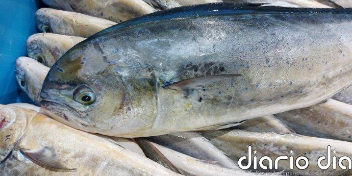 La temporada de pesca de llampuga comenzará este martes en Baleares