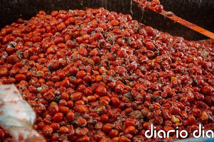 La Tomatina de Buñol (Valencia) contará con 150.000 kilos de tomates, 30.000 kilos más que en 2025