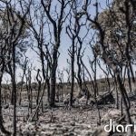 Los incendios forestales han calcinado ya más de 186.544 hectáreas en 2026, con 38 grandes fuegos registrados