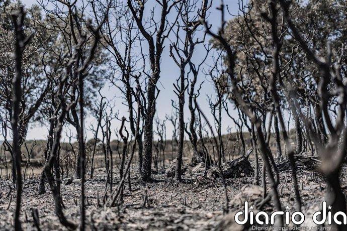 Los incendios forestales han calcinado ya más de 186.544 hectáreas en 2026, con 38 grandes fuegos registrados
