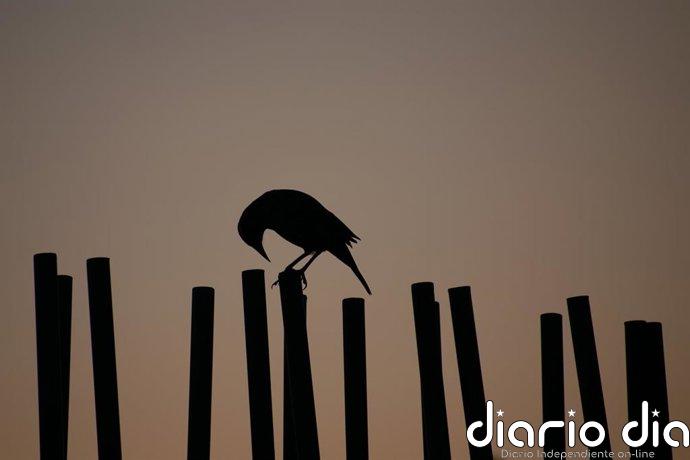 Más de 200 ciudadanos grabarán el comportamiento de los animales durante el Trío de Eclipses en España