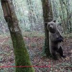 Más de la mitad de incursiones de osos pardos hacia pueblos está motivada por búsqueda de fruta en verano, según estudio