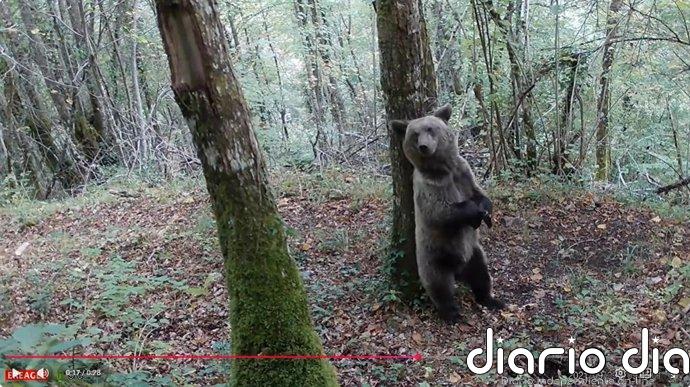 Más de la mitad de incursiones de osos pardos hacia pueblos está motivada por búsqueda de fruta en verano, según estudio