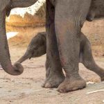 Nace una cría de elefante de Sumatra, especie en peligro crítico de extinción, en el Zoo Aquarium de Madrid