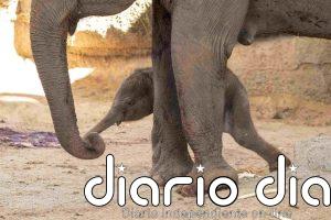 Nace una cría de elefante de Sumatra, especie en peligro crítico de extinción, en el Zoo Aquarium de Madrid
