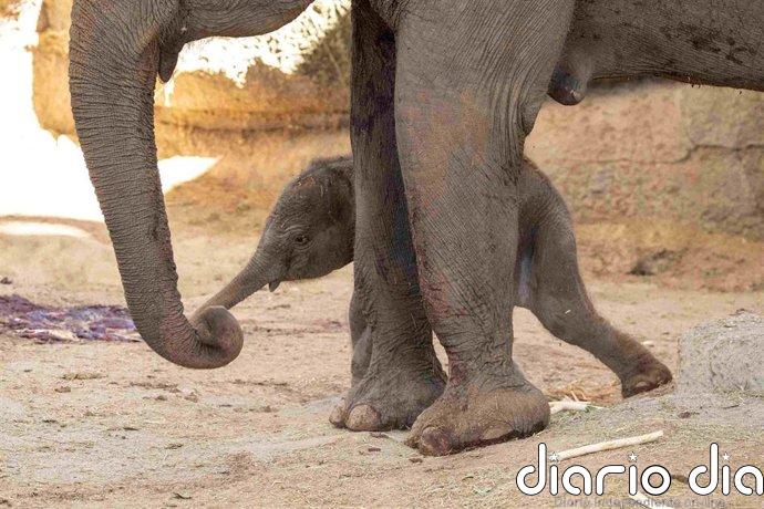 Nace una cría de elefante de Sumatra, especie en peligro crítico de extinción, en el Zoo Aquarium de Madrid