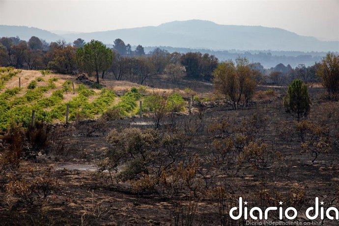 "Normalidad" en el incendio de Burgohondo (Ávila), en el que no se esperan reproducciones significativas esta noche