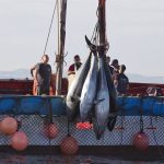Pescadores del Estrecho (Cádiz) ven un "paso adelante" la resolución del Gobierno sobre capturas fortuitas de atún