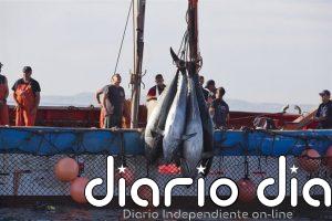 Pescadores del Estrecho (Cádiz) ven un "paso adelante" la resolución del Gobierno sobre capturas fortuitas de atún