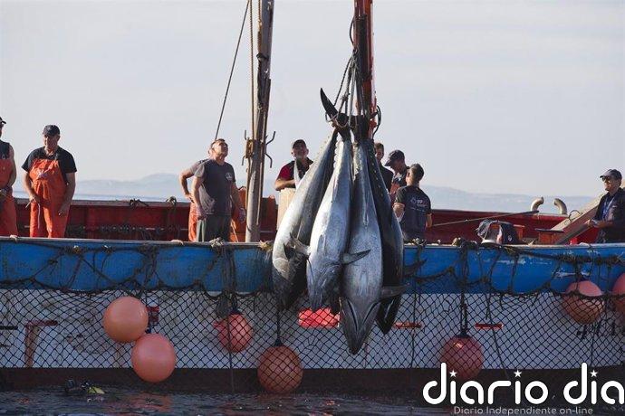 Pescadores del Estrecho (Cádiz) ven un "paso adelante" la resolución del Gobierno sobre capturas fortuitas de atún