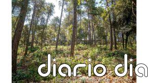 Publicada la convocatoria catalana para crear y mantener franjas de protección ante incendios