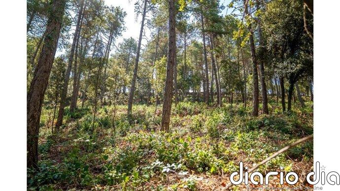 Publicada la convocatoria catalana para crear y mantener franjas de protección ante incendios