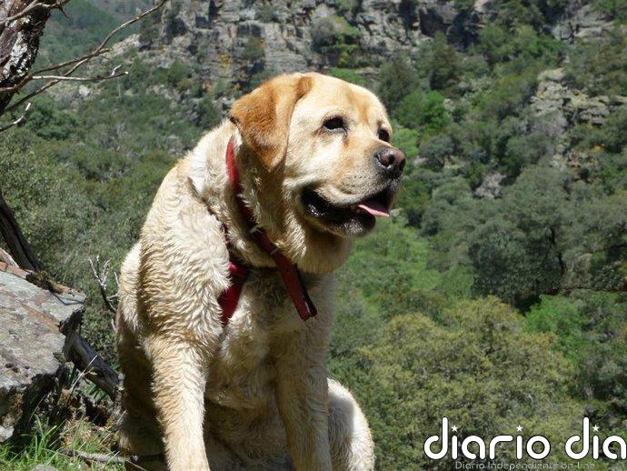 Real Sociedad Canina avisa de la "inquietud" que puede generar el eclipse en animales e insta a no poner gafas a perros