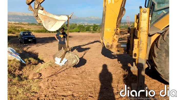 Recuperan en Burgos una huella fósil de un saurópodo de 125 millones de años