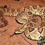 Salud global: Las mordeduras de serpiente causan más muertes y discapacidad de lo estimado