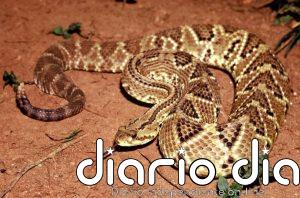 Salud global: Las mordeduras de serpiente causan más muertes y discapacidad de lo estimado