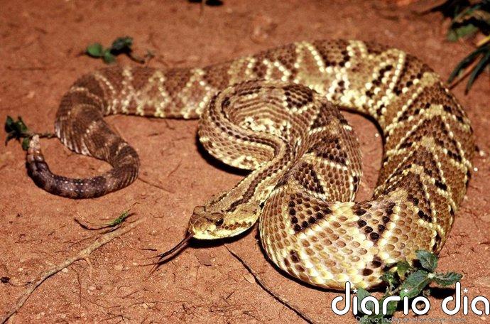 Salud global: Las mordeduras de serpiente causan más muertes y discapacidad de lo estimado