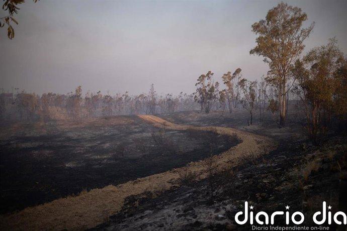 Sanz confirma "avances" en el incendio de Niebla (Huelva) aunque con "incertidumbre" ante otro cambio de viento