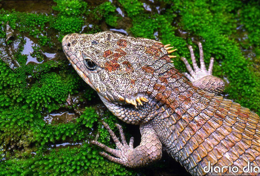 Se acentúa la lucha contra redes de tráfico de especies