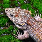 Se acentúa la lucha contra redes de tráfico de especies