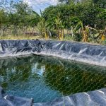 Sequía amenaza los cultivos de subsistencia en América Central