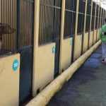 UGT convoca huelga indefinida en la perrera de Son Reus ante la «grave precariedad laboral y falta de seguridad»