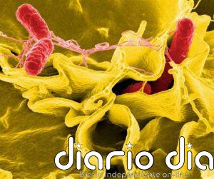 Un brote de salmonelosis en un local de Oviedo deja 25 afectados y 13 ingresados en el HUCA