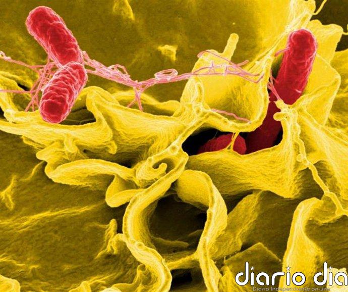 Un brote de salmonelosis en un local de Oviedo deja 25 afectados y 13 ingresados en el HUCA