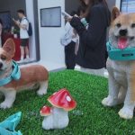 Un collar inteligente desarrollado en China traduce los ladridos de los perros