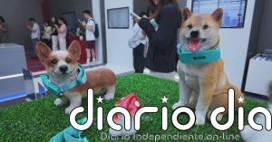 Un collar inteligente desarrollado en China traduce los ladridos de los perros