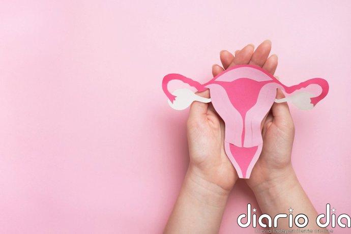 Un estudio identifica una bacteria asociada con un endometrio más saludable y una mejor implantación embrionaria