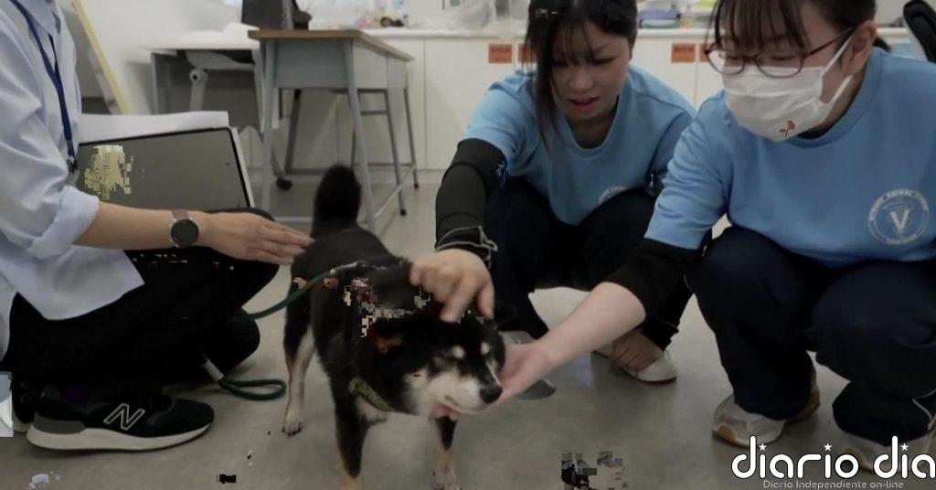 Un hospital veterinario se convierte en refugio para evacuados y sus mascotas tras el terremoto en Japón