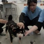 Un hospital veterinario se convierte en refugio para evacuados y sus mascotas tras el terremoto en Japón