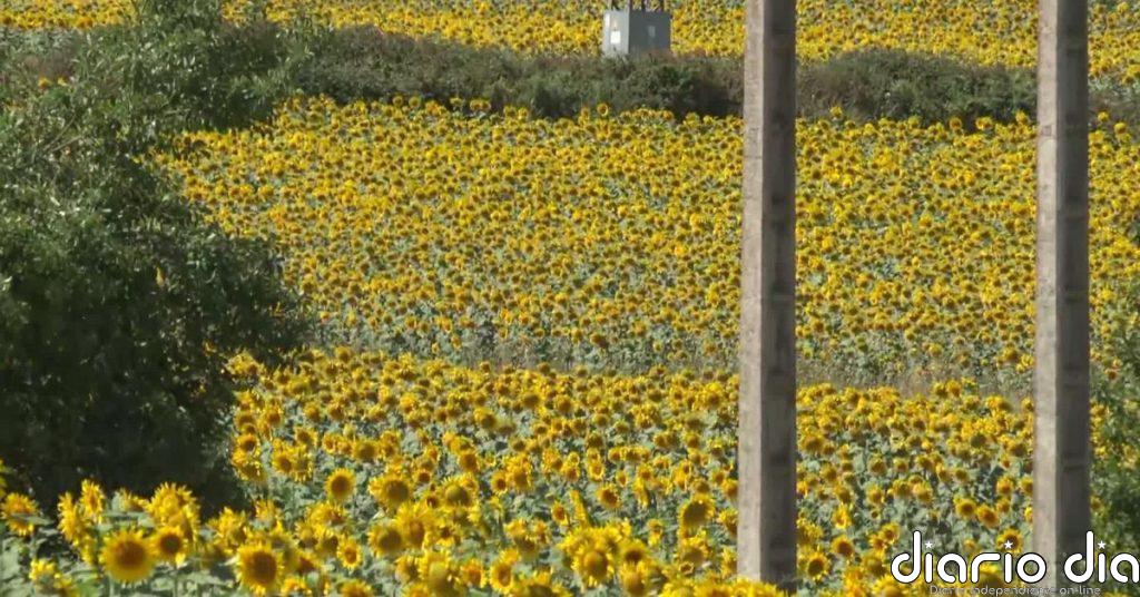 Un paisaje de girasoles abre las puertas de Briviesca
