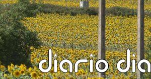 Un paisaje de girasoles abre las puertas de Briviesca
