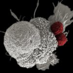 Un proyecto internacional genera modelos de 25 tipos de cáncer derivados de pacientes