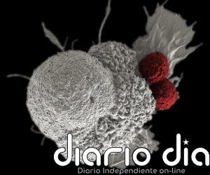 Un proyecto internacional genera modelos de 25 tipos de cáncer derivados de pacientes