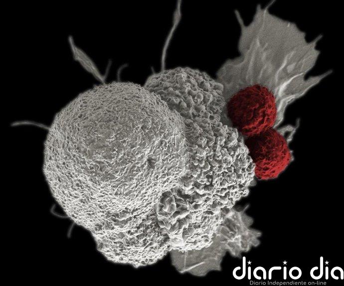 Un proyecto internacional genera modelos de 25 tipos de cáncer derivados de pacientes
