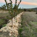 Un proyecto piloto reutilizará la lana local como acolchado natural en cultivos y reforestaciones en Sierra Espuña